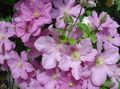 Photo Clematis Garden Flowers growing and characteristics