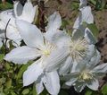 Photo Clematis Garden Flowers growing and characteristics