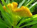 Photo Cockscomb, Plume Plant, Feathered Amaranth Garden Flowers growing and characteristics
