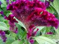bordeaux Have Blomster Hanekam, Plume Plante, Behængt Amaranth, Celosia egenskaber, Foto
