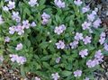 Photo Collomia Garden Flowers growing and characteristics