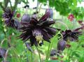 Foto Akelei Flabellata, Europäische Akelei Gartenblumen wächst und Merkmale