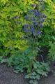 blue Garden Flowers Columbine flabellata, European columbine, Aquilegia characteristics, Photo