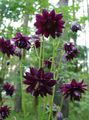 burgundy Garden Flowers Columbine flabellata, European columbine, Aquilegia characteristics, Photo