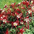 red Garden Flowers Columbine flabellata, European columbine, Aquilegia characteristics, Photo