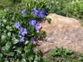 Photo Common Periwinkle, Creeping Myrtle, Flower-of-Death  growing and characteristics