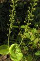 Foto Gemeinsame Twayblade, Eiförmig Blatt Neottia Gartenblumen wächst und Merkmale