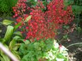 Photo Coral Bells, Alumroot, Coralbells, Alum Root Garden Flowers growing and characteristics