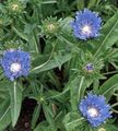 Photo Cornflower Aster, Stokes Aster  growing and characteristics