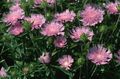 Photo Cornflower Aster, Stokes Aster  growing and characteristics