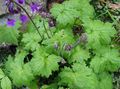 Photo Cortusa, Alpine Bells Garden Flowers growing and characteristics