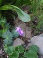 Foto Cortusa, Alpenglocken Gartenblumen wächst und Merkmale
