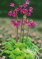 Photo Cortusa, Alpine Bells Garden Flowers growing and characteristics