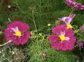 Photo Cosmos Garden Flowers growing and characteristics