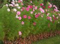Photo Cosmos Garden Flowers growing and characteristics