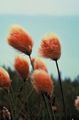 Photo Cotton Grass Garden Flowers growing and characteristics