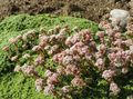 Foto Crassula Milfordiae Gartenblumen wächst und Merkmale