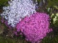 Foto Schleichenden Phlox, Moosphlox Gartenblumen wächst und Merkmale