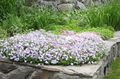 Foto Schleichenden Phlox, Moosphlox Gartenblumen wächst und Merkmale