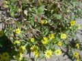 ყვითელი ბაღის ყვავილები მცოცავი Zinnia, Sanvitalia მახასიათებლები, სურათი