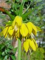Photo Crown Imperial Fritillaria Garden Flowers growing and characteristics