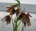Photo Crown Imperial Fritillaria Garden Flowers growing and characteristics