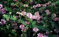 Foto Kronenwicke Gartenblumen wächst und Merkmale
