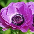 Photo Crown Windfower, Grecian Windflower, Poppy Anemone  growing and characteristics
