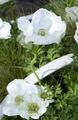 Foto Krone Windfower, Griechisch Windröschen, Anemone Mohn Gartenblumen wächst und Merkmale