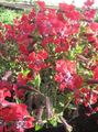 rød Have Blomster Cuphea egenskaber, Foto