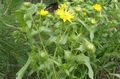 Photo Curly Cup Gumweed Garden Flowers growing and characteristics