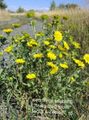 white Garden Flowers Curly Cup Gumweed, Grindelia squarrosa characteristics, Photo