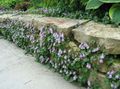 Foto Cymbalaria, Kenilworth Efeu, Kletter Seemann, Efeu Leaved Kröte Flachs Gartenblumen wächst und Merkmale