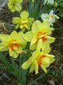 Photo Daffodil Garden Flowers growing and characteristics