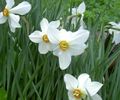 Photo Daffodil Garden Flowers growing and characteristics