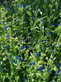 azul Flor Dia, Spiderwort, Viúvas Lágrimas, Commelina características, foto