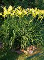 Foto Taglilie Gartenblumen wächst und Merkmale