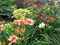 Photo Daylily Garden Flowers growing and characteristics