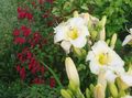Foto Taglilie Gartenblumen wächst und Merkmale