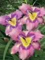 Photo Daylily Garden Flowers growing and characteristics