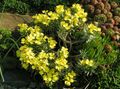 κίτρινος Λουλούδια κήπου Degenia χαρακτηριστικά, φωτογραφία