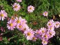 Foto Dendranthema Gartenblumen wächst und Merkmale