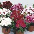 Photo Dianthus, China Pinks Garden Flowers growing and characteristics