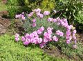 Photo Dianthus perrenial Garden Flowers growing and characteristics