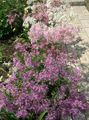 Foto Dianthus Perrenial Gartenblumen wächst und Merkmale