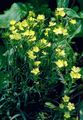 Foto Dianthus Perrenial Gartenblumen wächst und Merkmale
