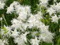 Photo Dianthus perrenial Garden Flowers growing and characteristics