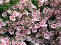 Foto Diascia, Elfensporn Gartenblumen wächst und Merkmale