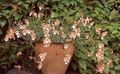Foto Diascia, Elfensporn Gartenblumen wächst und Merkmale