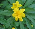 Foto Doppel Blühten Gelbe Buschwindröschen, Anemone Butterblume  wächst und Merkmale
